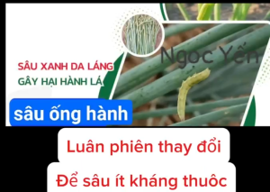 Combo diệt trừ sâu ống hành- sâu da láng