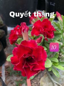 Adenium Kemboja Bonsai ID:10/富贵花