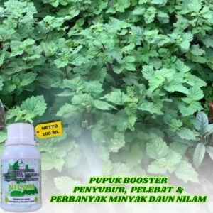 Obat Perbanyak Minyak Daun Nilam Daun Nilam Obat Penyubur Nilam Pupuk Untuk Tanaman Nilam Meningkatkan Produktivitas Hasil Panen Nilam Formula Pertumbuhan Tanaman Organik - Lazada
