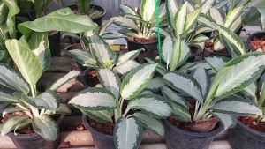 ซื้อล่าสุด บัลลังก์เงิน อโกนีม่า ถุงชาติ ลายเงินสวยงาม #ต้นไม้ด่าง ส่งพร้อมกระถาง 8 นิ้ว