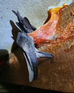 suara burung walet panggil tarik inap sedot & ceklok SD CARD