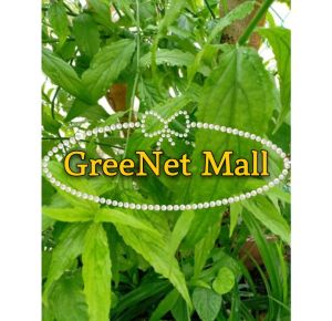 BUY 3 packs FREE 10 pcs Leaves / BUY 6 FREE 20 pcs Leaves⭐️ Fresh Sabah Snake Grass / 优盾草 Daun Belalai Gajah Segar 忧遁草