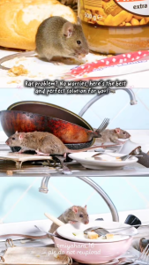 Rat Bait Rat Poison for Mice & Rats – Effective Rodent Killer for Farm Home & Warehouse