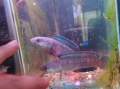 Channa blue bengal 酒红雷龙 (live fish ikan hidup 观赏鱼). 
