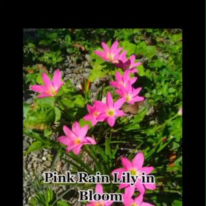 Bibit Tanaman Bunga Lili - Rain Lily Ping Murah