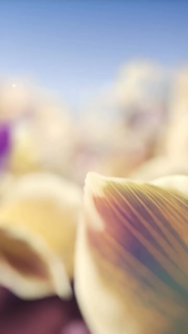 atheeri by Lattafa EDP 100ml