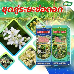 ปุ๋ยยา มะม่วง ชุดระยะช่อดอกมะม่วง ผสมเกสร ผสมเทียม ยืดช่อ ดึงช่อดอก ติดผลดก ออกผลพร้อมกันทั้งต้น  1 ชุด (ขนาด 1 ลิตร + 1 ลิตร) ปุ๋ยชุดช่อดอกมะม่วง ปุ๋ยชุดช่อดอก ปุ๋ยชุดช่อดอก ราคา - Lazada