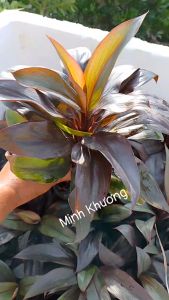 Chậu phát tài nâu đỏ-cây phong thủy-Vườn Minh Khương