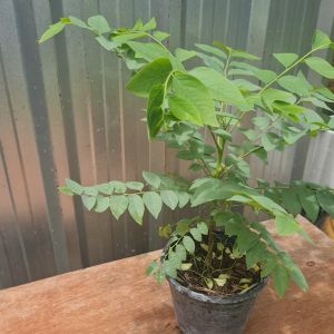 ต้นมะยม ในถุงเพาะ 5นิ้วหรือกระถาง มะยม มะยมเปรี้ยว