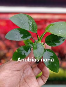 tanaman aquascape anubias Nana hiasan aquarium tanaman low co2