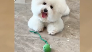 Mango พร้อมส่ง🔥ลูกบอลแมว บอลแมวอัตโนมัติ ชาร์ตแบตได้ ของเล่นแมว สมาร์ทไฟฟ้า หมุนได้ ของเล่นแมวโต้ตอบ ของใช้แมว