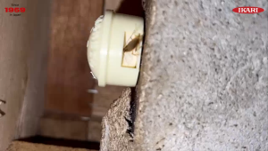 Ikari Cockroaches Cap 30 pcs strong attraction with peanuts or onion flavour & high effectiveness with boric acid.