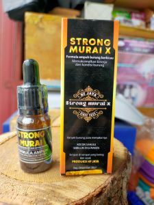 strong murai x tetes penggacor