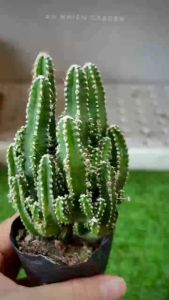 XƯƠNG RỒNG THANH SƠN SIZE 5-7cm- xuất xứ Đà Lạt khoẻ đẹpLỖI 1 ĐỔI 1