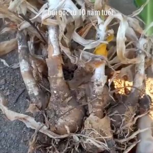 Trinh Nữ Hoàng Cung | củ/ cây/ lá tươi