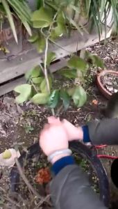 Nursery Grafting Tape Tape Khawin Pokok Parafilm 嫁接膜 绿色膜 Stretchable for Trees Tut Cantuman Pokok