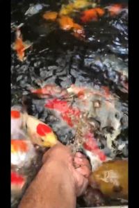 Pakan Ikan Hias Kualitas Premium: Hiro Koi Fish Food 5mm 1kg