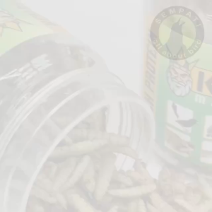 SEMPATI KING MAGGOT SUPER MAGOT MAGGOT KERING FRESH MAGOT MAKANAN PAKAN BURUNG SUGAR GLIDER SUGAR GLIDER