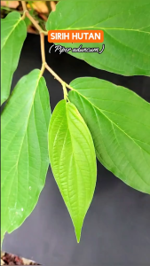 Daun Sirih Hutan Segar 250 gram / Daun Sirih Hutan Fresh 100 gram Langsung Dipetik Dari Kebun