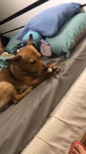 Xương gặm sạch răng cho Chó bằng da bò ép nhiệt (mẫu mới) - Hara Pet Store