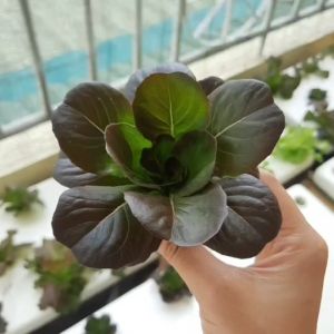 เมล็ดพันธุ์ ผักสลัด เรดบัตเตอร์เฮด (Red Butterhead) ทรงพุ่มใหญ่ สีแดง ทนร้อน ทนยืด (1 ซอง 40 เมล็ด) ผักสลัดสีแดง สลัดสีแดง - Lazada