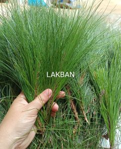 Daun pinus segar order baru petik 500 gram
