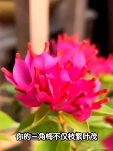 BAJA ROSE 玫瑰肥料 Beikeshi 月季专用肥 Fertilizer for Chinese Rose Baja 月季 fertilizer rose 玫瑰 naja rose