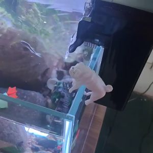 Mô Hình Tiểu Cảnh Chú Chó Bám Thành Trang Trí Bể Cá Tượng Cún Nhỏ Bám Bên Cạnh Hồ Cá Sinh Động