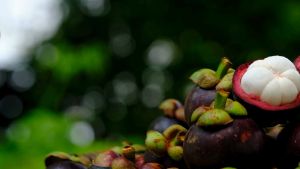 Pure Mangosteen Powder 150G - FDA Approved