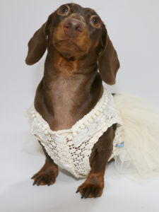 Breathable Mesh Dog Dress Summer Lightweight Princess Style Costume for Small Dogs Pomeranian Bichon Toy Poodle Puppy