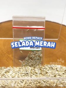 Benih Selada Merah Unggulan berkualitas keriting biji bibit sayuran sayur hydroponik hidroponik