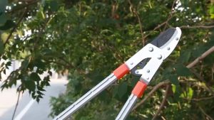 กรรไกรตัดกิ่งด้ามยาว SK5 ราคาถูกต้อง 67-100cm สำหรับตัดกิ่งไม้สูง ตัดกิ่งไม้ ด้ามยาว ปรับความยาว ปรับความยาวได้ ร้านกรุงเทพ