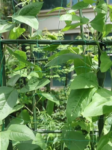 Tiling type  Climbing vine flower support morning glory grid shelf balcony pot