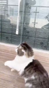 Mainan Interaktif Kucing Tongkat Bulu Lonceng - Pet Toy Cat Teaser - Mainan Hewan Peliharaan Anak Kucing Stik Kawat Dengan Lonceng - Cat Toys Teaser Stick - Stik Kucing Tongkat Kucing - Mainan Kucing Lonceng Bulu Goyang