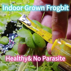 Floating plant amazon frogbit 5cm size fully indoor grown in tank without parasite HappyFishLife