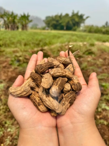 เมล็ดพันธุ์ถั่วลายเสือดิบ เหมาะสำหรับนำไปปลูกหรือนำไปประกอบอาหาร ก็ได้ครับ