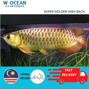 LIVE FISH Super Golden High Back Arowana