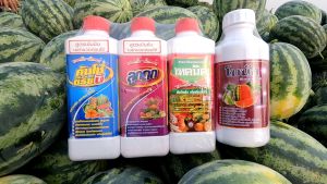 ชุดลูกดก ตราเสือคู่ ลูกดก+คันโช่+เทคนิค ช่วยเร่งการติดผล บำรุงผล ผสมเกสร ขั้วแข็งแรง ไม่หลุดร่วง