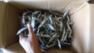 COD ikan asin layang rebus super 1 kg murah