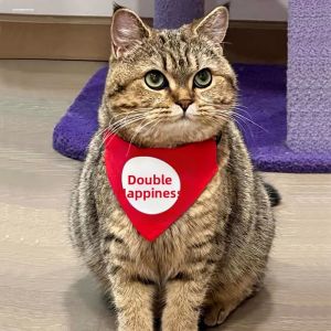 MINGRENBANG | Wedding Decoration Cat Scarf