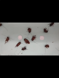 No cockroaches in 10 years Cockroach Killer 【20pcs】 Cockroach Bait cockroach killing rate 100% cockroaches killer a cockroach poisoned Whole litter died ubat lipas paling berkesan cockroaches trap Racun lipas 蟑螂药 蟑螂克星 lipas killer ants killer bait