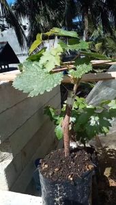 Bibit Anggur Import Heliodor Asli Super Grafting