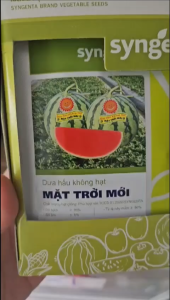 Hạt Giống Dưa Hấu Không Hạt Mặt Trời Mới SYNGENTA (Gói 500 hạt) - Dat mới 2028