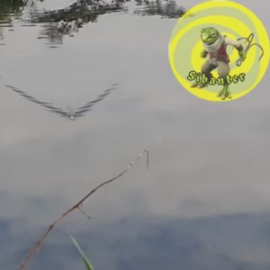 Umpan Casting Tiruan Kodok  Top Water UL Panjang 3cm Berat 5gr Paket 5 Pcs Anti Mocel Siap Strike Untuk Memancing Ikan Gabus Dan Toman Di Rawa Liar