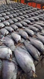 KHÔ CÁ SẠC THƯỢNG HẠNG 500gr  loại ( 10 CON 1 KG )-Khô cá sặc chiên ăn với cơm làm món mặn thật tuyệt