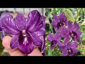 Hoa lan ngọc trai đen 5%