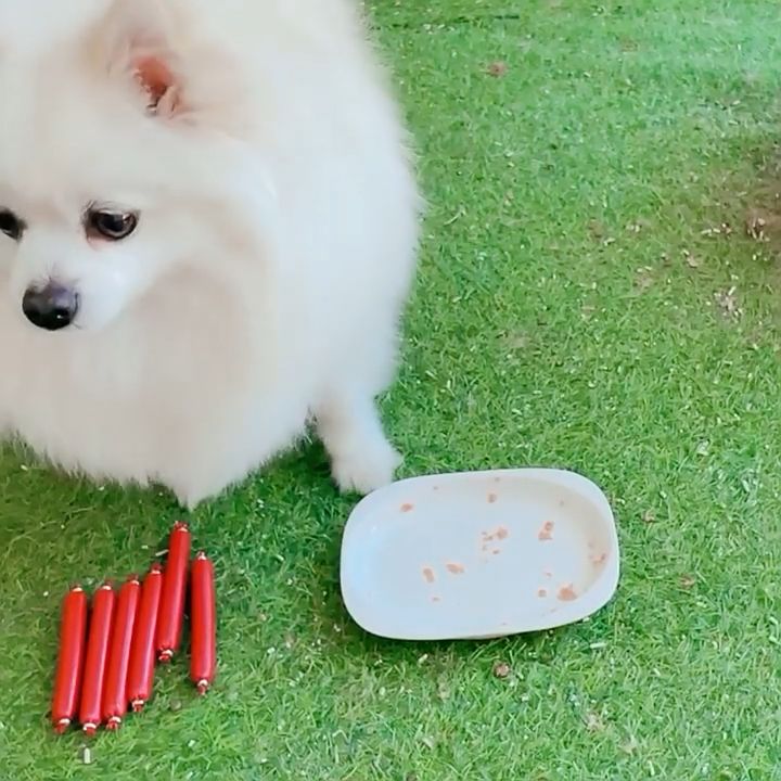 Dog Treats P Pet Snack Food Treats Ham Dog Traininget Dog Sausage Cat
