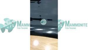 Aquarium Tank Sticker Wallpaper Color 12 inches Oyama (1meter per order)