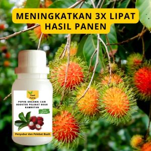 Pupuk Rambutan Cepat Berbuah / Pupuk Pelebat Buah Rambutan / Pupuk Booster Rambutan Cair
