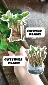 MADRE DE AGUA PLANT 3+2  CUTTINGS may dahon at ugat na kaya sigurado buhay ang plant ORDER NOW